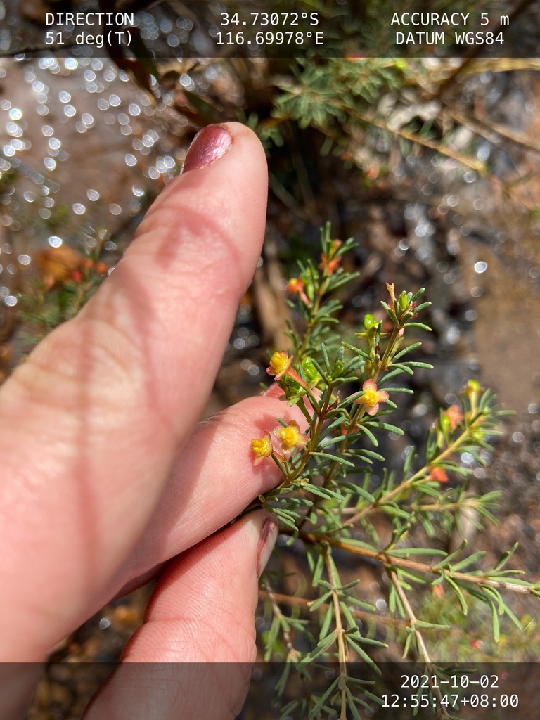 Boronia megastigma, Brown boronia — upright evergreen (Rutaceae) (image 4 of 10)