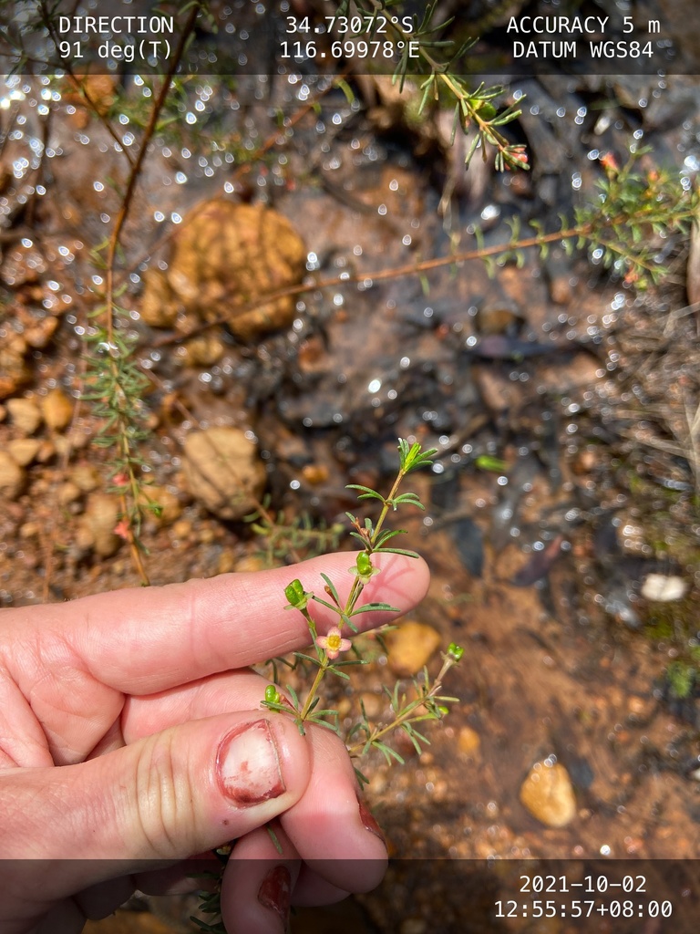 Boronia megastigma, Brown boronia — upright evergreen (Rutaceae) (image 6 of 10)