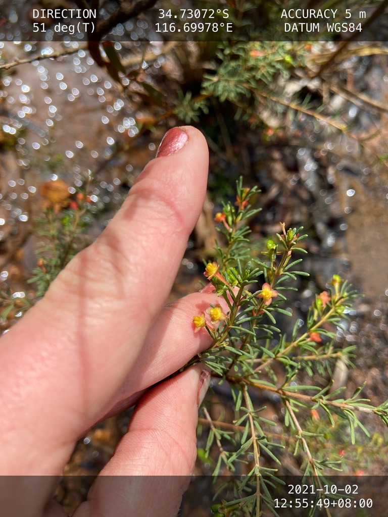 Boronia megastigma, Brown boronia — upright evergreen (Rutaceae) (image 7 of 10)