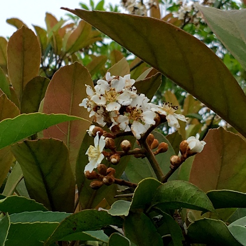 Eriobotrya (Loquats) (alternate view 8)