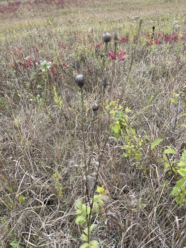 Ratibida pinnata (grey-headed coneflower) (alternate view 9)