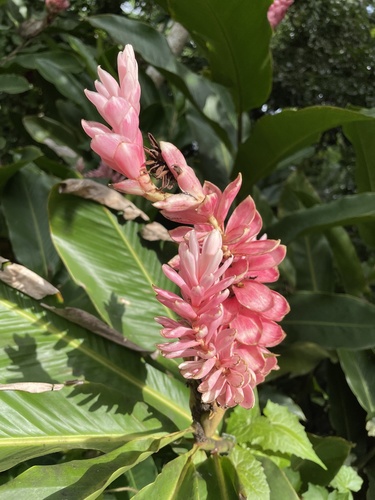 Alpinia purpurata (Red Ginger) (alternate view 3)