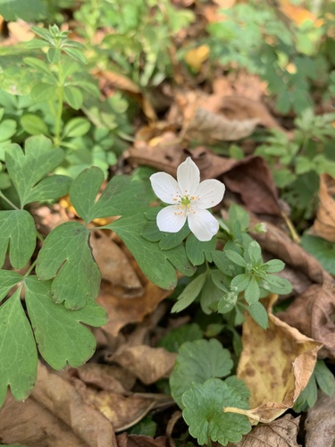 Enemion biternatum (false rue anemone) (alternate view 2)
