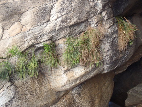 Psilotum nudum (skeleton fork fern)