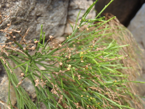 Psilotum nudum (skeleton fork fern) (alternate view 2)