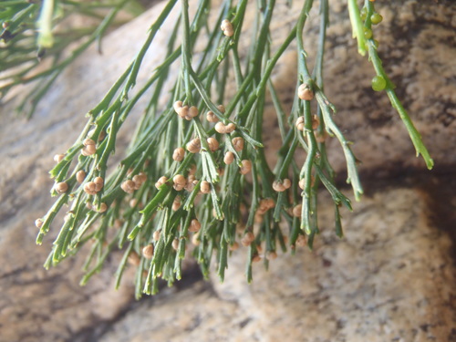 Psilotum nudum (skeleton fork fern) (alternate view 3)