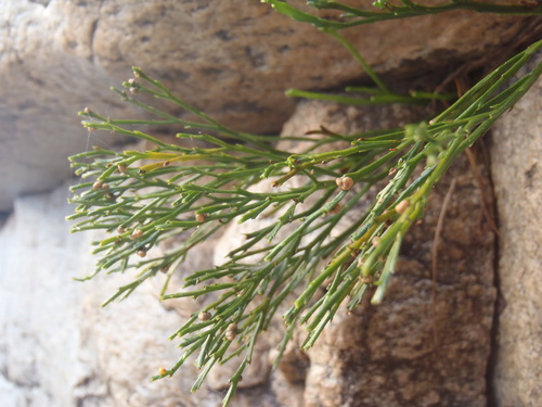 Psilotum nudum (skeleton fork fern) (alternate view 4)