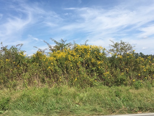 Solidago altissima (tall goldenrod)