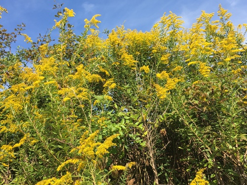 Solidago altissima (tall goldenrod)