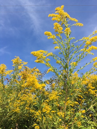 Solidago altissima (tall goldenrod)