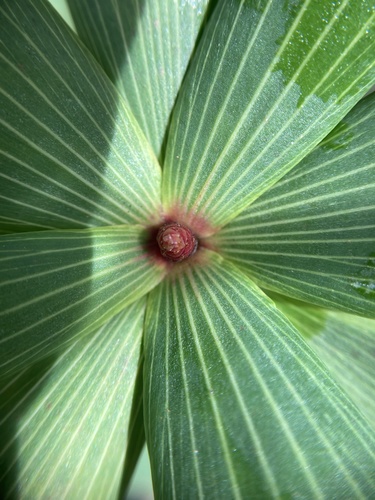 Leucopogon verticillatus (Tassel Flower)