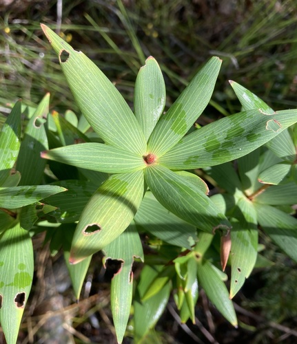 Leucopogon verticillatus (Tassel Flower) (alternate view 2)
