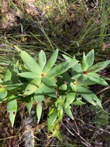 Leucopogon verticillatus (Tassel Flower) (alternate view 3)
