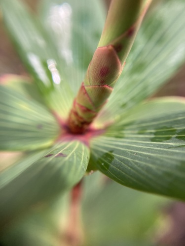 Leucopogon verticillatus (Tassel Flower) (alternate view 4)