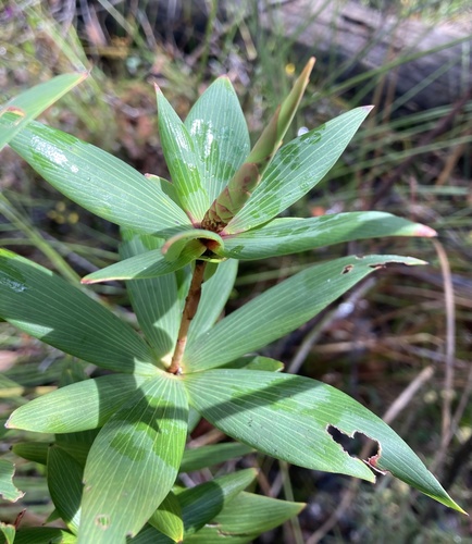 Leucopogon verticillatus (Tassel Flower) (alternate view 5)