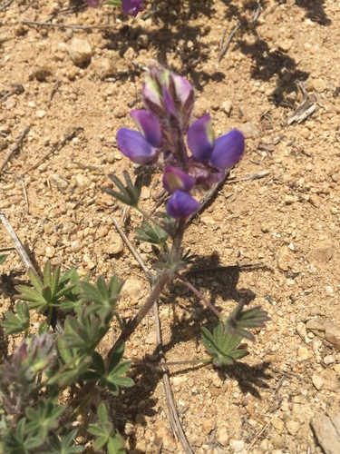 Lupinus sparsiflorus (Coulter's lupine) (alternate view 2)