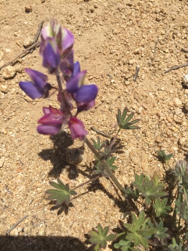 Lupinus sparsiflorus (Coulter's lupine) (alternate view 4)