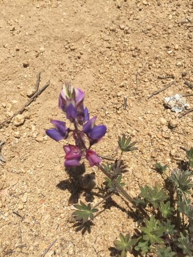 Lupinus sparsiflorus (Coulter's lupine) (alternate view 3)