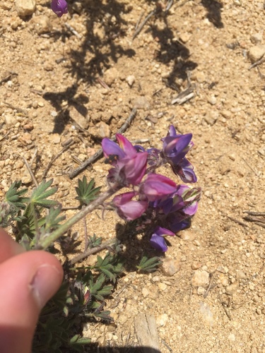 Lupinus sparsiflorus (Coulter's lupine)