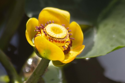 Nuphar polysepala (western yellow pond-lily)