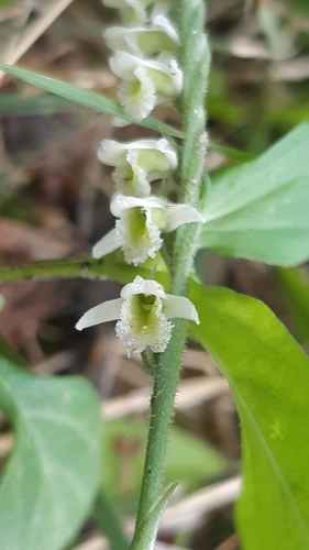 Spiranthes spiralis (Autumn Ladies' Tresses)