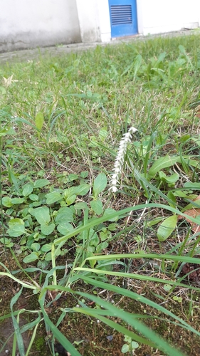 Spiranthes spiralis (Autumn Ladies' Tresses)
