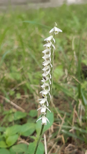 Spiranthes spiralis (Autumn Ladies' Tresses)