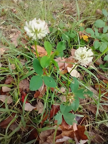 Trifolium hybridum (Alsike clover)