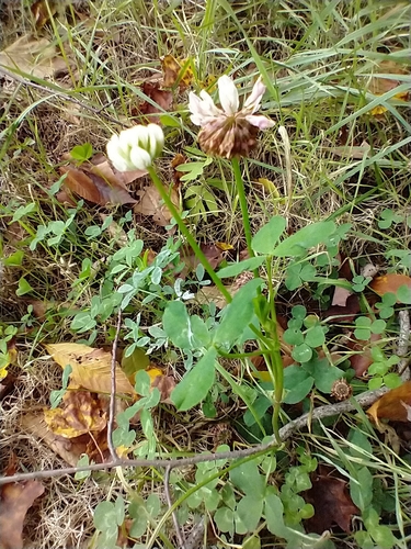 Trifolium hybridum (Alsike clover)