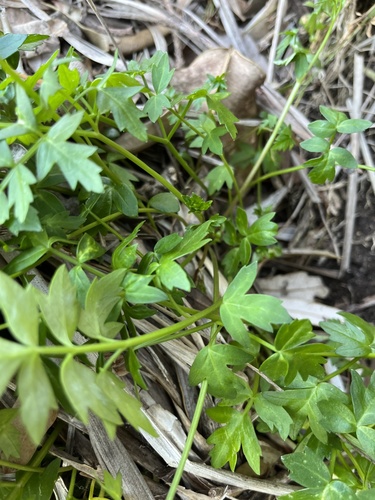 Apium prostratum (Sea Celery) (alternate view 2)