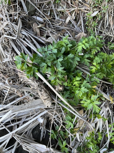 Apium prostratum (Sea Celery)