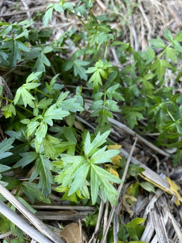Apium prostratum (Sea Celery) (alternate view 3)