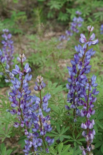 Lupinus perennis (Sundial Lupine) (alternate view 4)