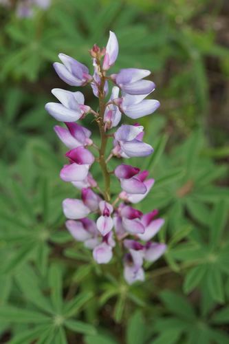 Lupinus perennis (Sundial Lupine) (alternate view 5)