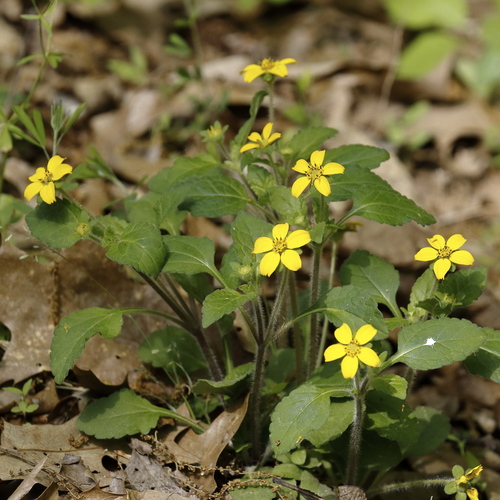 Chrysogonum virginianum (northern green-and-gold) (alternate view 7)