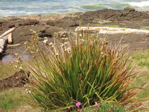 Libertia grandiflora (alternate view 5)
