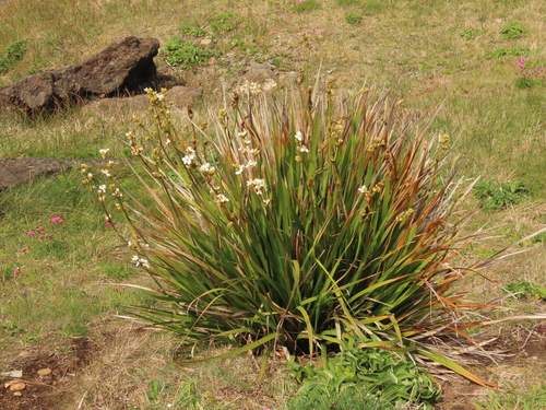 Libertia grandiflora (alternate view 6)