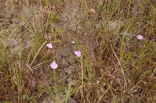 Agalinis (false foxgloves) (alternate view 7)