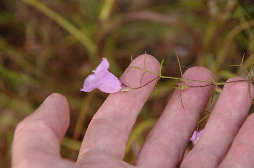 Agalinis (false foxgloves) (alternate view 6)