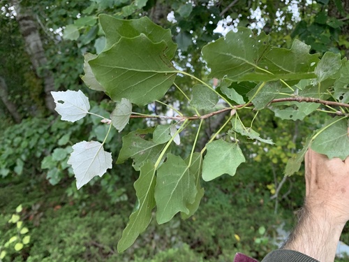 Populus × rouleauana (Rouleau's Poplar) (alternate view 5)