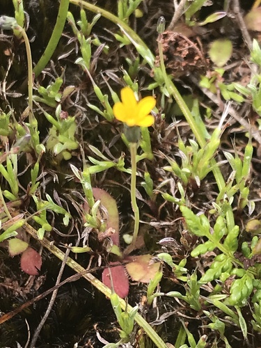 Hypochaeris glabra (Smooth Cat's Ear) (alternate view 4)