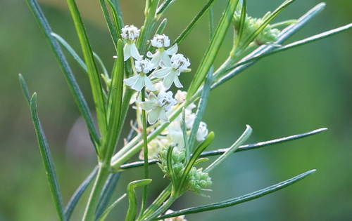 Asclepias verticillata (Whorled Milkweed)