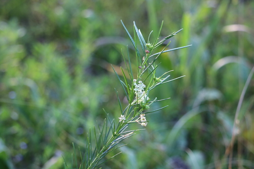 Asclepias verticillata (Whorled Milkweed)