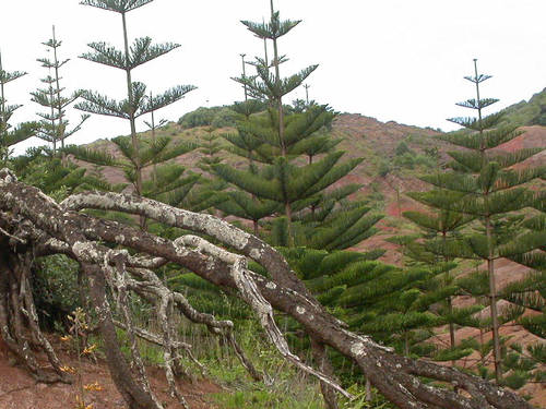 Araucaria heterophylla (Norfolk Island Pine)