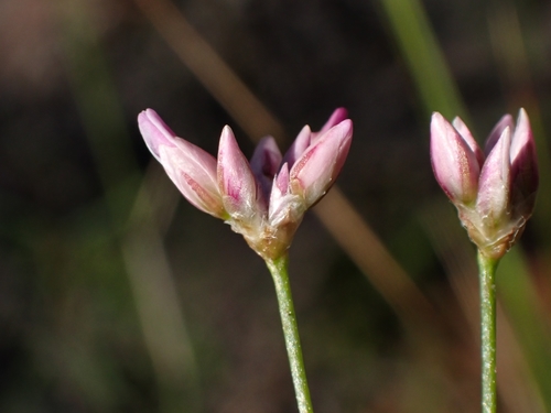 Laxmannia gracilis (Slender Wire Lily)