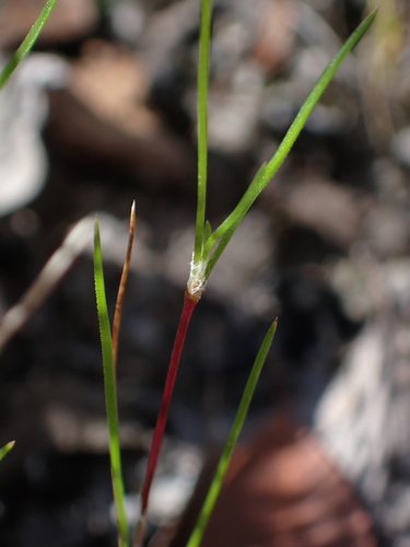 Laxmannia gracilis (Slender Wire Lily) (alternate view 2)