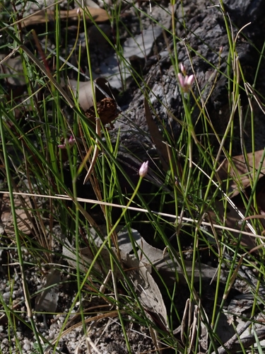Laxmannia gracilis (Slender Wire Lily) (alternate view 3)