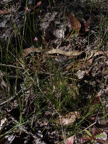 Laxmannia gracilis (Slender Wire Lily) (alternate view 4)