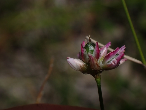 Laxmannia gracilis (Slender Wire Lily) (alternate view 5)