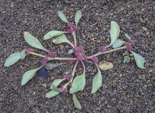 Oxybasis rubra (red pigweed) (alternate view 2)